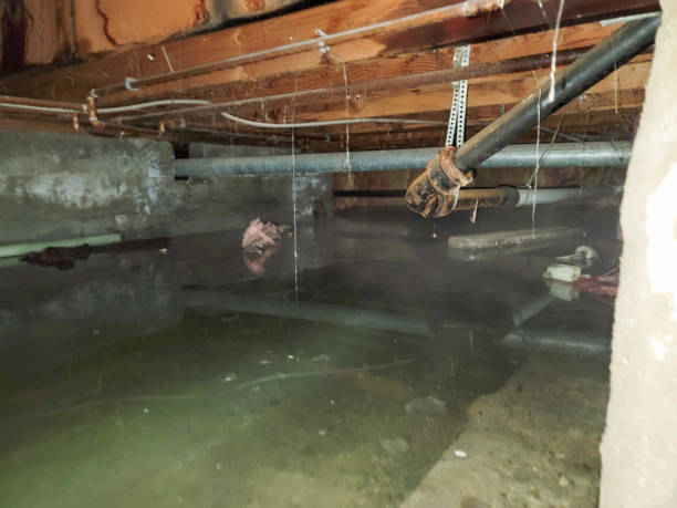 Best Carpet water damage restoration  in Ridgecrest, FL