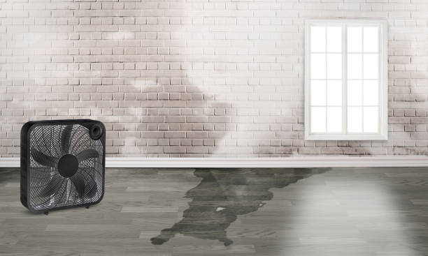 Best Water damage restoration near me  in Ridgecrest, FL