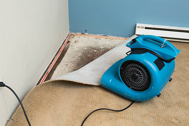 Best Water damage contractors near me  in Ridgecrest, FL